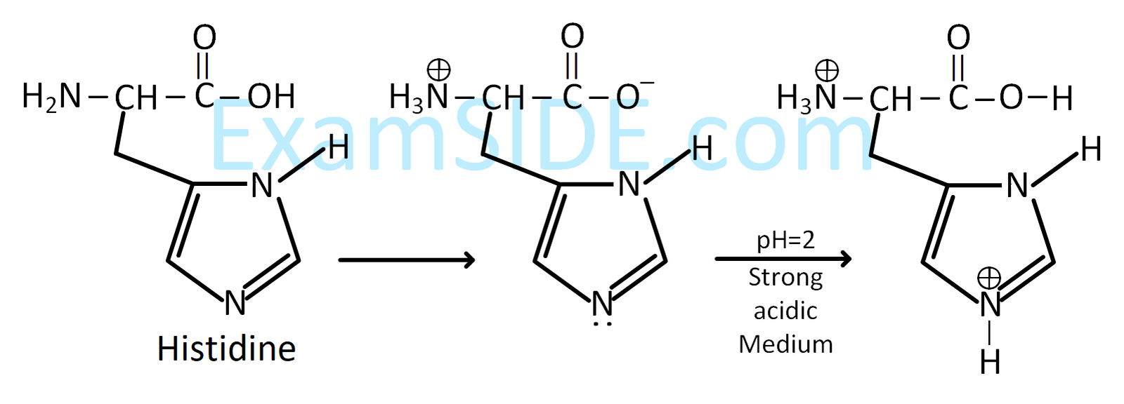 JEE Main 2019 (Online) 12th January Evening Slot Chemistry - Biomolecules Question 151 English Explanation