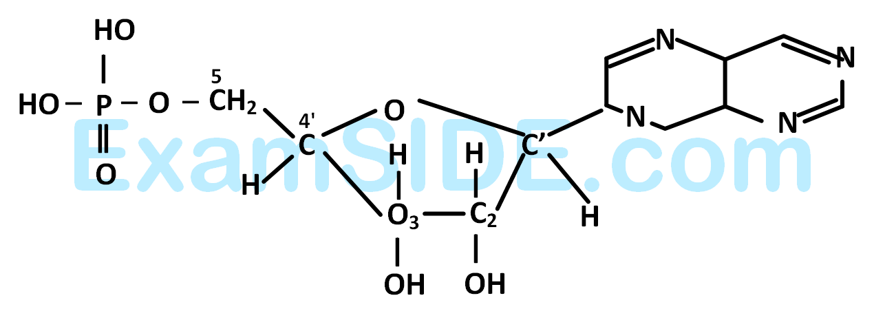 AIEEE 2005 Chemistry - Biomolecules Question 182 English Explanation