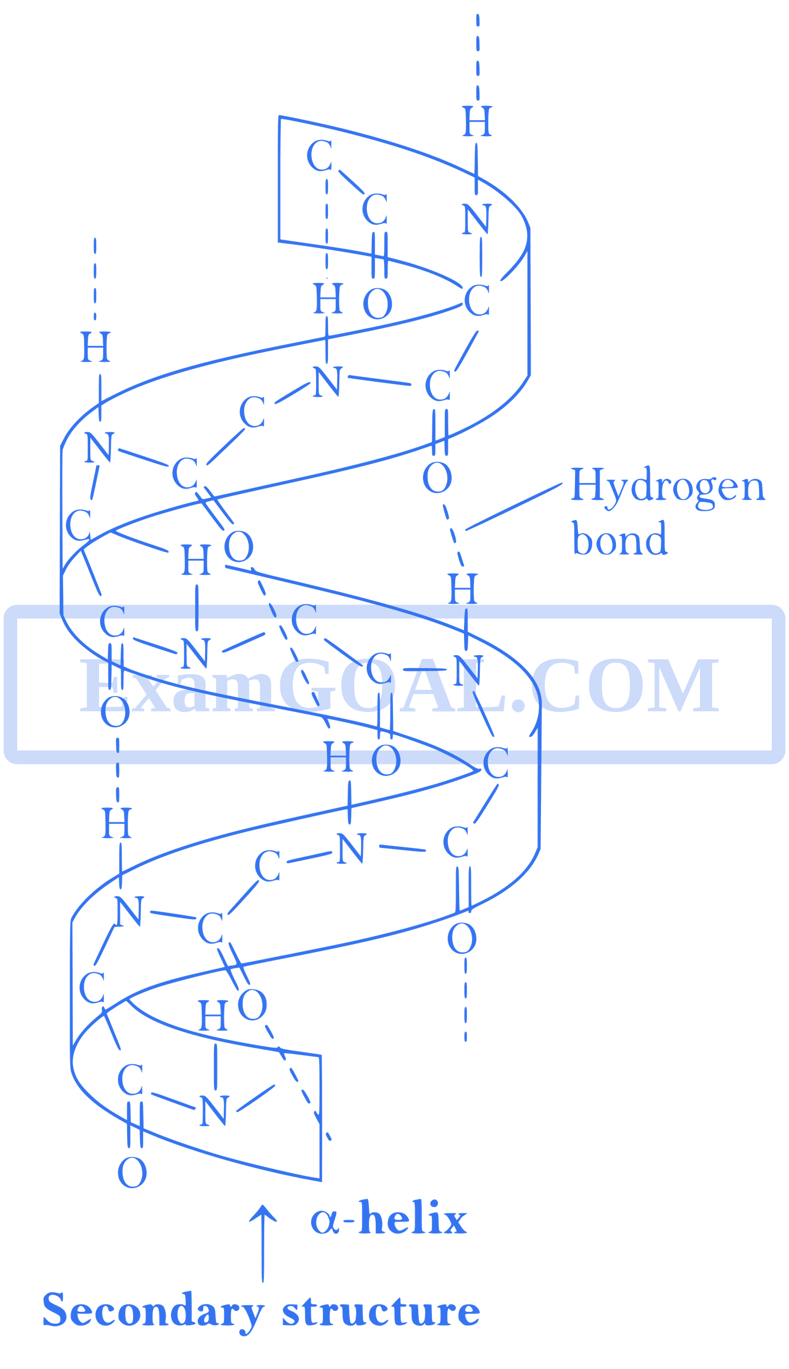 JEE Main 2021 (Online) 24th February Morning Shift Chemistry - Biomolecules Question 126 English Explanation