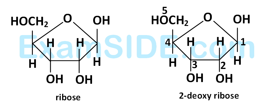 AIEEE 2011 Chemistry - Biomolecules Question 175 English Explanation