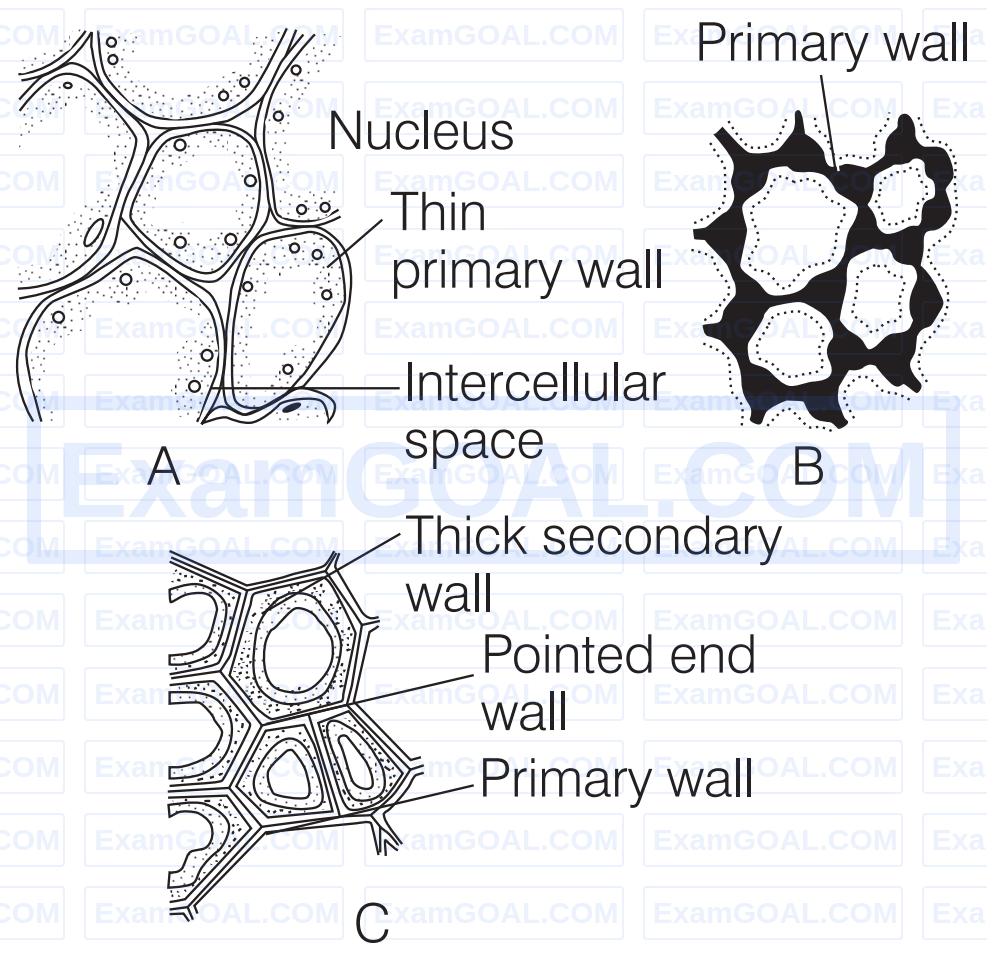 AIIMS 2018 Biology - Anatomy of Flowering Plants Question 1 English