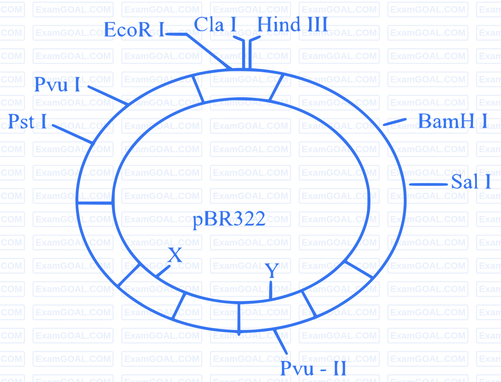 NEET 2024 Biology - Biotechnology and It's Applications Question 3 English