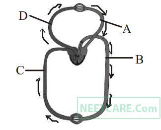 NEET 2013 Biology - Body Fluids and Its Circulation Question 25 English