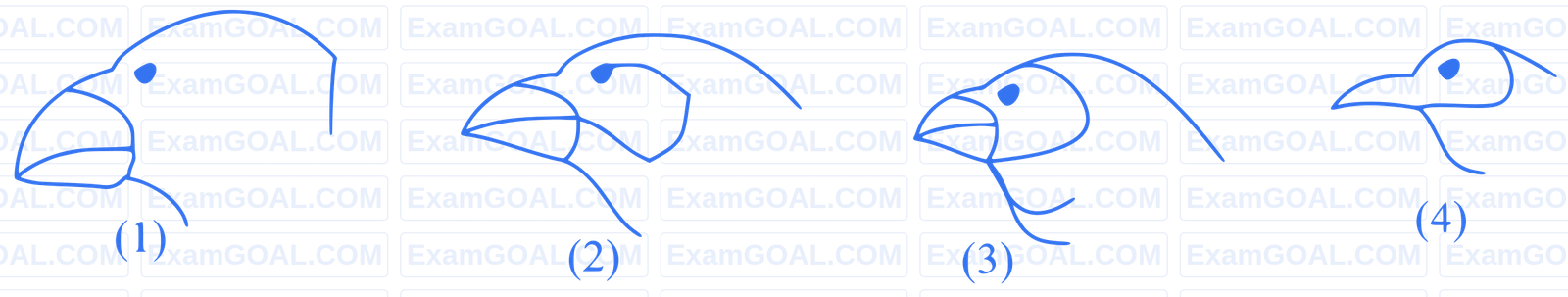 NEET 2024 (Re-Examination) Biology - Evolution Question 2 English