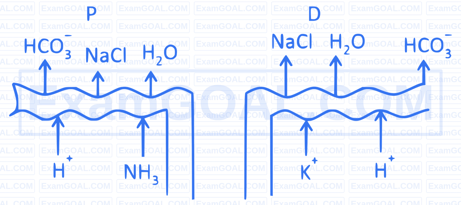 NEET 2025 Biology - Excretory Products and Their Elimination Question 1 English Option 4