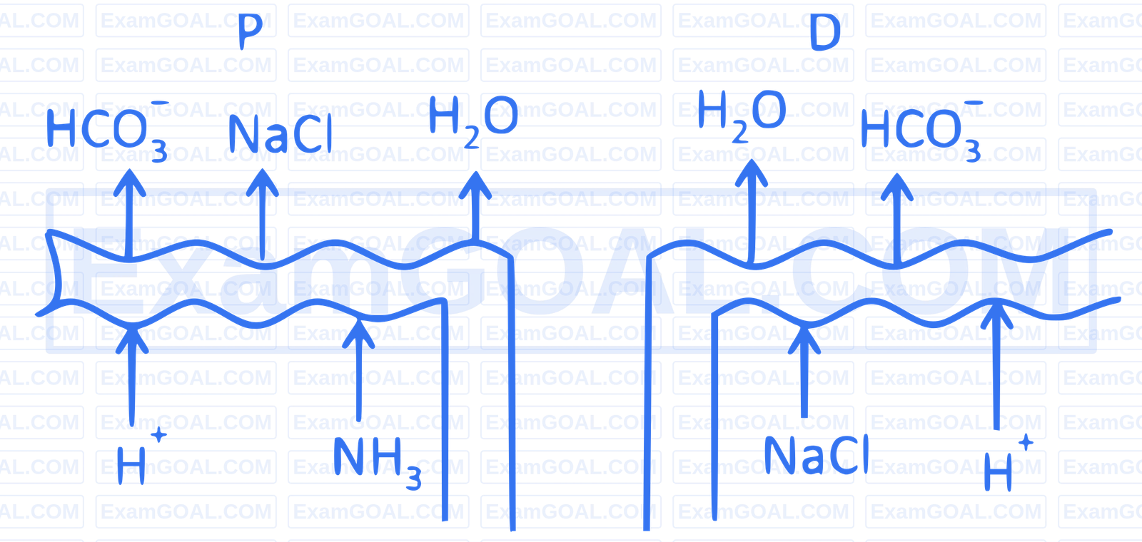 NEET 2025 Biology - Excretory Products and Their Elimination Question 1 English Option 1