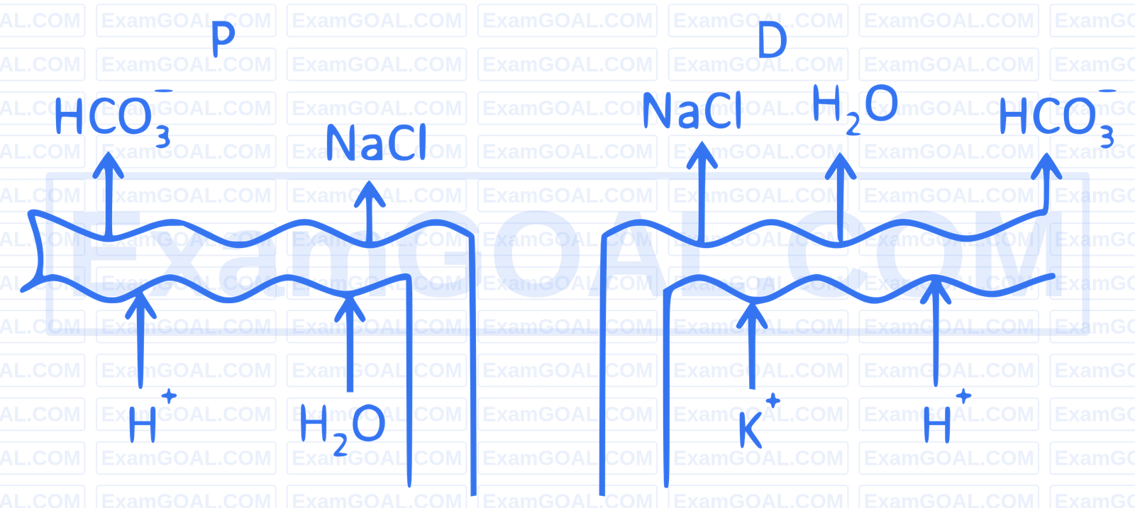 NEET 2025 Biology - Excretory Products and Their Elimination Question 1 English Option 3