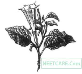 AIPMT 2014 Biology - Human Health and Diseases Question 98 English