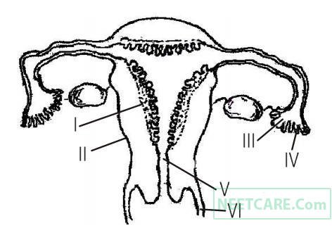 AIPMT 2011 Prelims Biology - Human Reproduction Question 73 English