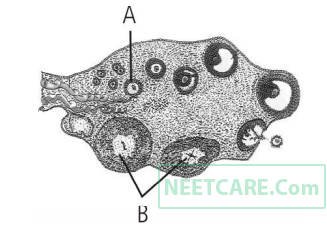 NEET 2013 (Karnataka) Biology - Human Reproduction Question 36 English