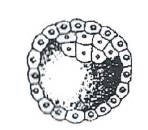 AIPMT 2012 Mains Biology - Human Reproduction Question 35 English