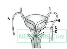 AIPMT 2009 Biology - Human Reproduction Question 57 English