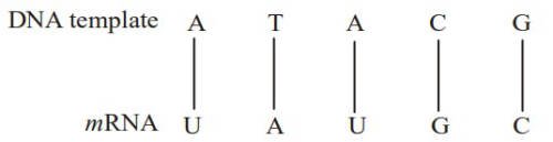 AIPMT 2004 Biology - Molecular Basis of Inheritance Question 105 English Explanation