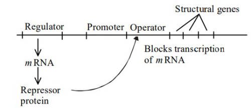 AIPMT 2002 Biology - Molecular Basis of Inheritance Question 92 English Explanation