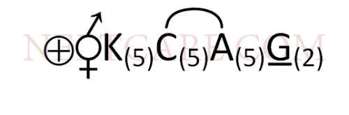 AIPMT 2009 Biology - Morphology of Flowering Plants Question 33 English