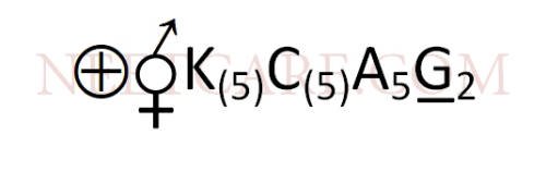 AIPMT 2011 Prelims Biology - Morphology of Flowering Plants Question 36 English Option 3