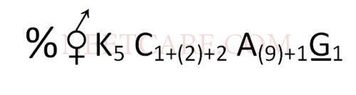 AIPMT 2010 Mains Biology - Morphology of Flowering Plants Question 35 English Option 2
