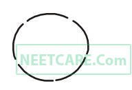 AIPMT 2010 Mains Biology - Morphology of Flowering Plants Question 31 English Option 1