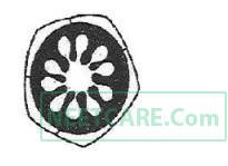 AIPMT 2011 Mains Biology - Morphology of Flowering Plants Question 32 English Option 4