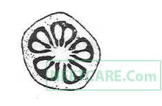 AIPMT 2011 Mains Biology - Morphology of Flowering Plants Question 32 English Option 2