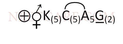AIPMT 2011 Prelims Biology - Morphology of Flowering Plants Question 36 English Option 2
