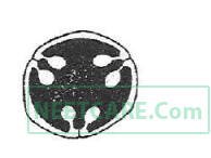 AIPMT 2011 Mains Biology - Morphology of Flowering Plants Question 32 English Option 3