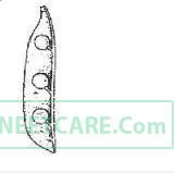 AIPMT 2011 Mains Biology - Morphology of Flowering Plants Question 32 English Option 1