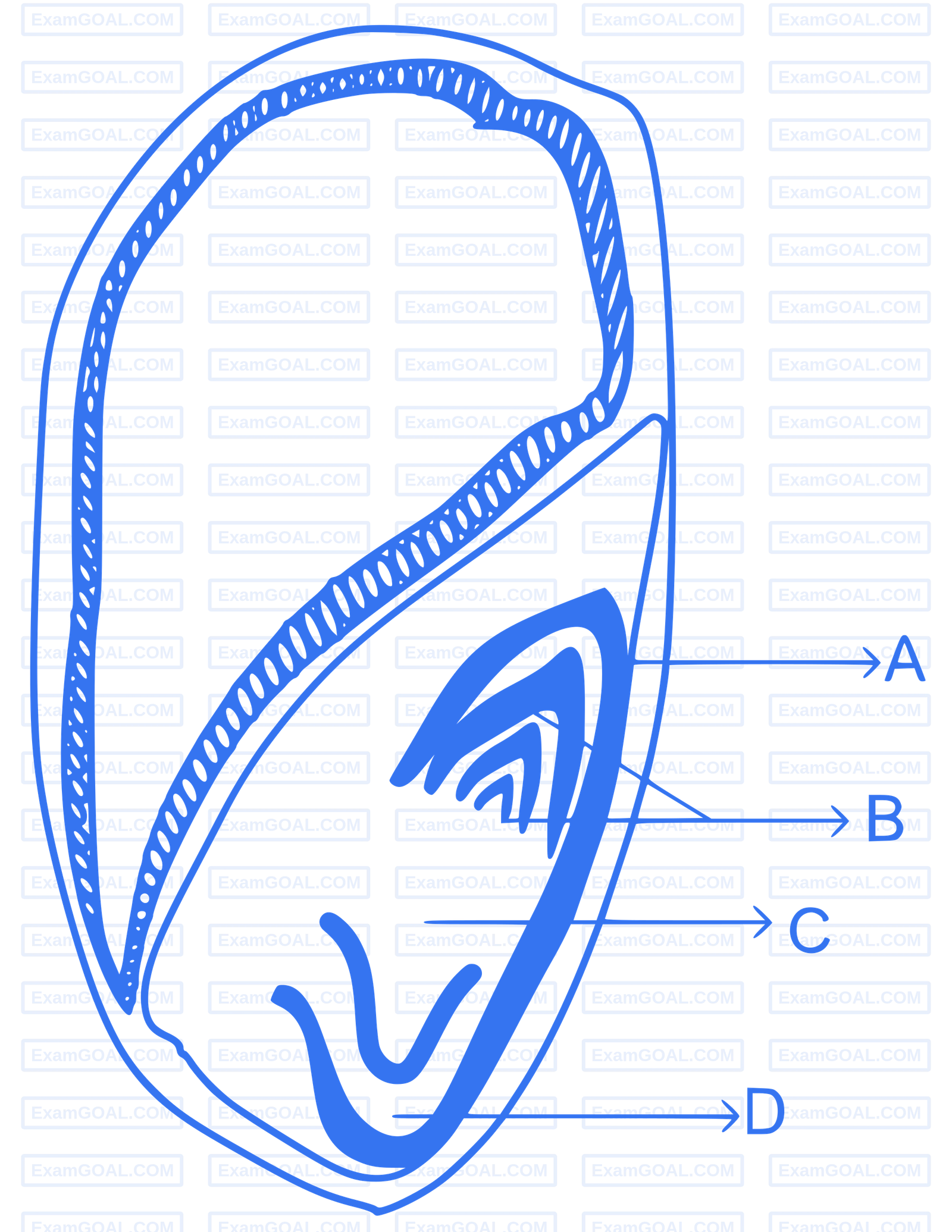 NEET 2024 Biology - Morphology of Flowering Plants Question 7 English