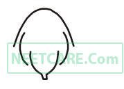 AIPMT 2010 Mains Biology - Morphology of Flowering Plants Question 31 English Option 3