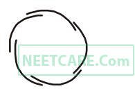 AIPMT 2010 Mains Biology - Morphology of Flowering Plants Question 31 English Option 2