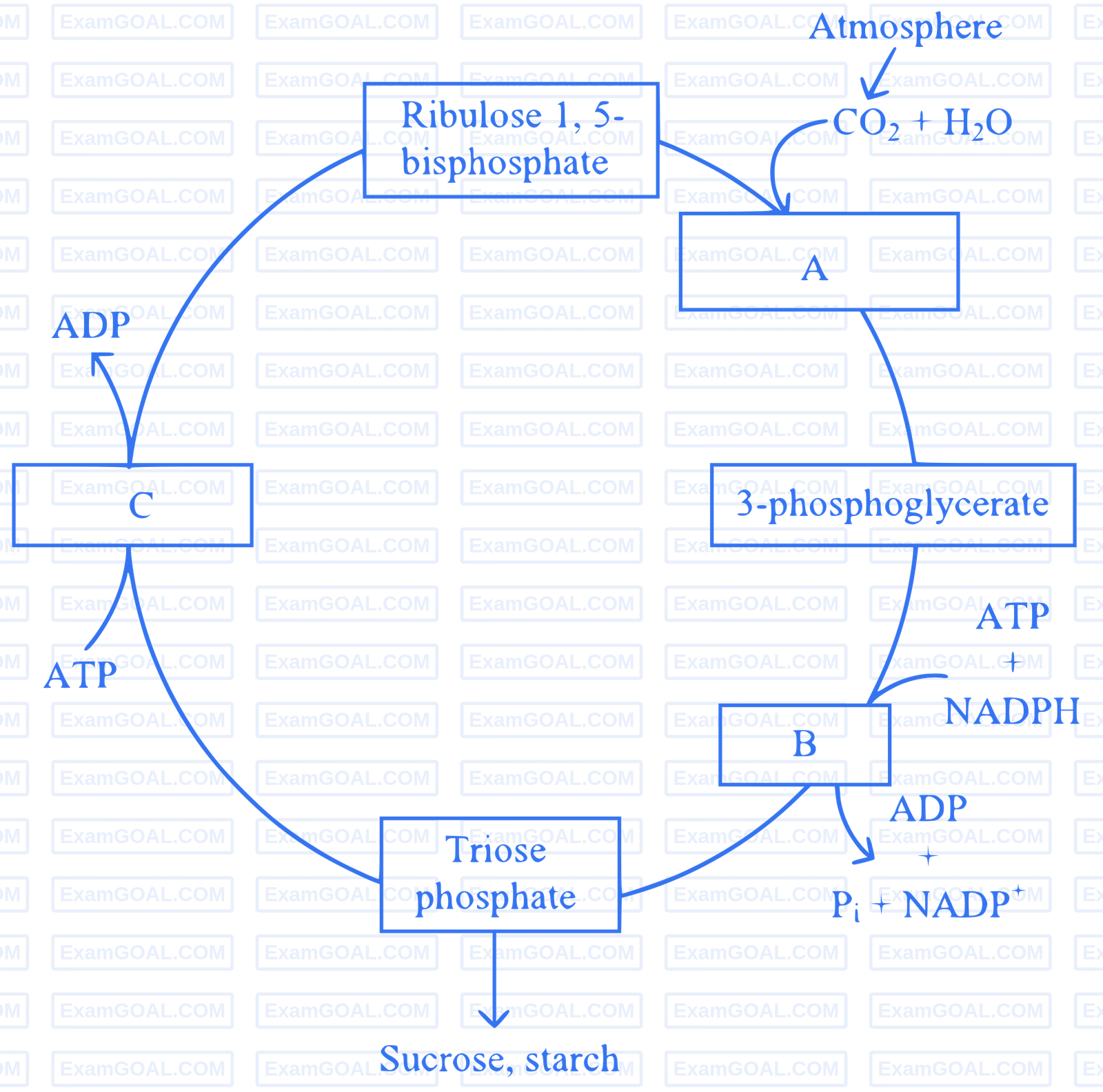 NEET 2024 (Re-Examination) Biology - Photosynthesis in Higher Plants Question 3 English