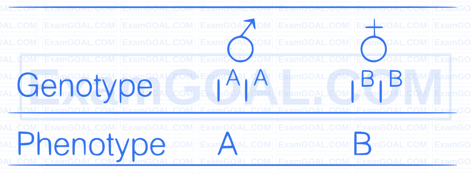 AIIMS 2019 Biology - Principles of Inheritance and Variation Question 6 English Explanation 3