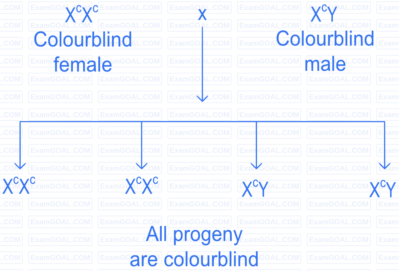 NEET 2022 Phase 1 Biology - Principles of Inheritance and Variation Question 31 English Explanation