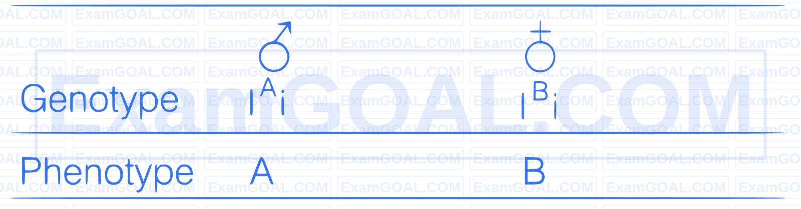 AIIMS 2019 Biology - Principles of Inheritance and Variation Question 6 English Explanation 4