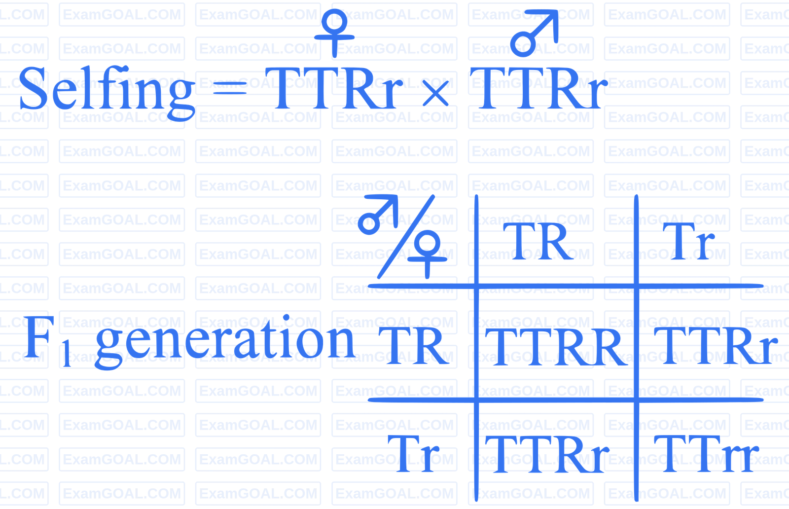 NEET 2024 (Re-Examination) Biology - Principles of Inheritance and Variation Question 4 English Explanation