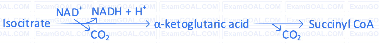 NEET 2022 Phase 2 Biology - Respiration in Plants Question 12 English Explanation