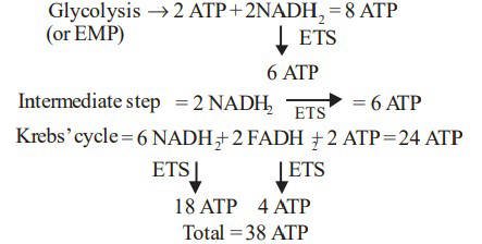 AIPMT 2002 Biology - Respiration in Plants Question 24 English Explanation
