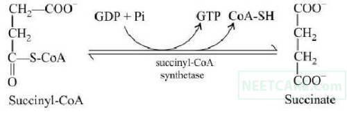 NEET 2020 Phase 1 Biology - Respiration in Plants Question 16 English Explanation