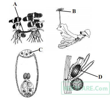 AIPMT 2010 Mains Biology - Sexual Reproduction in Flowering Plants Question 39 English