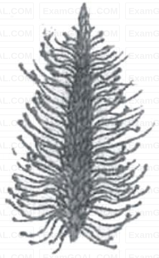 NEET 2024 Biology - Sexual Reproduction in Flowering Plants Question 10 English