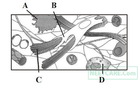 AIPMT 2012 Mains Biology - Structural Organisation in Animals Question 64 English